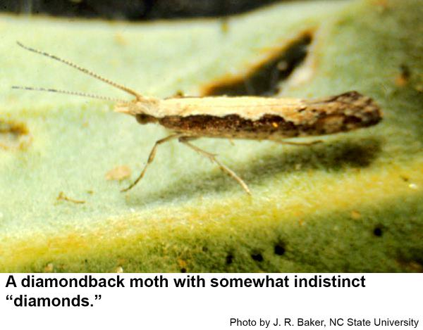 Diamondback moths